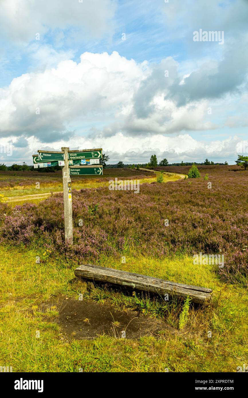 Eine wunderbare Wanderung durch die einzigartige und farbenfrohe Landschaft der Osterheide - Bispingen - Niedersachsen - Deutschland Stockfoto