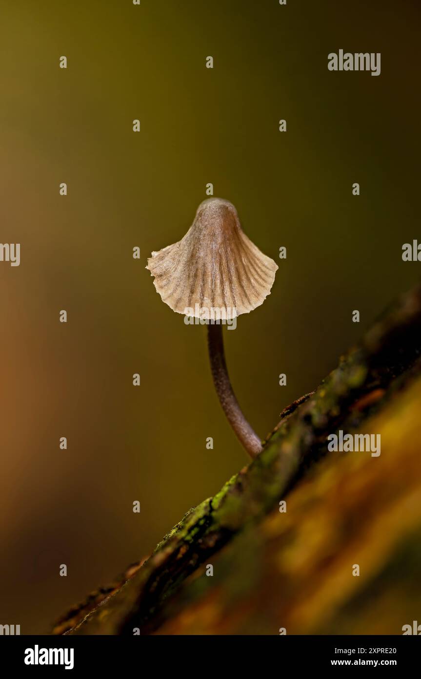 Kleiner Pilz im Eibenwald, Paterzell, Weilheim, Bayern, Deutschland Stockfoto