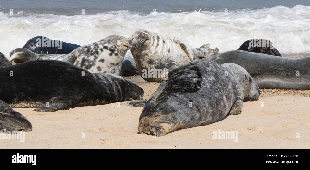Humorvolles Bild von zwei Seehunden, die sich aneinander lehnen, die zusammen mit anderen Seehunden am Strand von Horsey Gap schlafen, Grey Seals, Halichoerus grypus Stockfoto