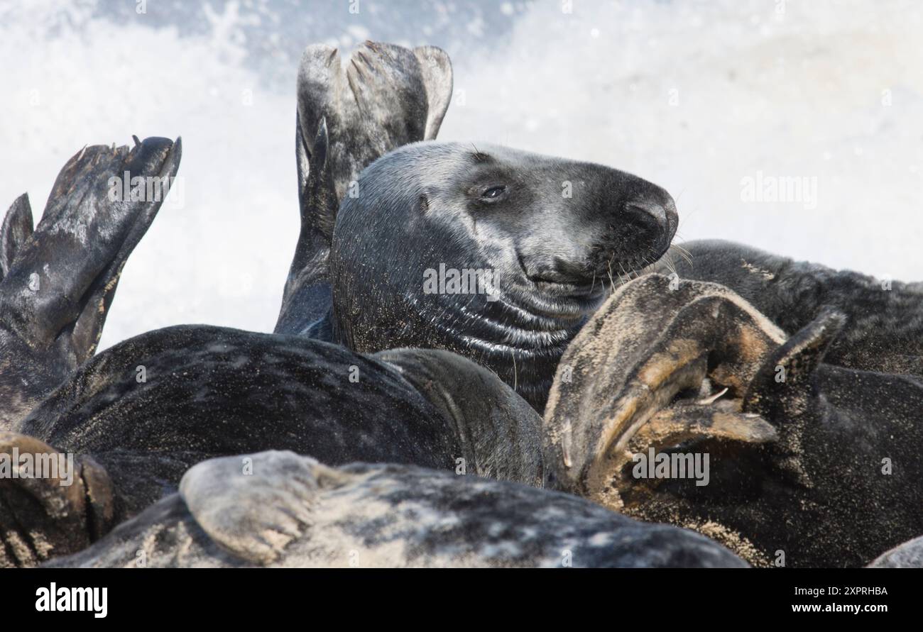 Graue Robben in einem Gewirr von Leichen, Flossen und Kopf in einer voll bepackten Kolonie, die an einem Strand, Norfolk, Halichoerus grypus, gezogen wird Stockfoto