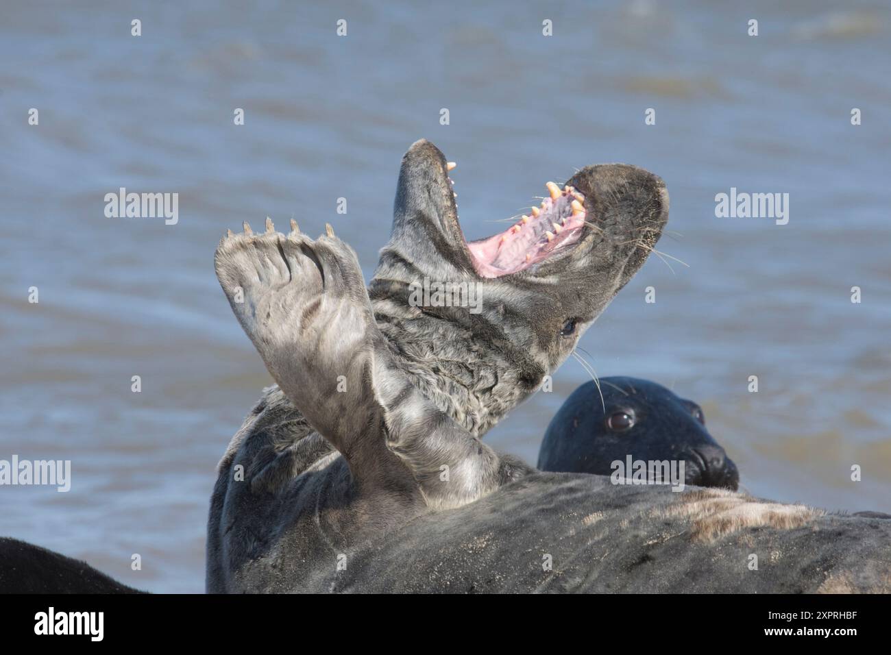 Grausiegel, Halichoerus grypus, Gähnen mit weit geöffnetem Mund, furchterregende Zähne, Nahaufnahme des Kopfes Stockfoto