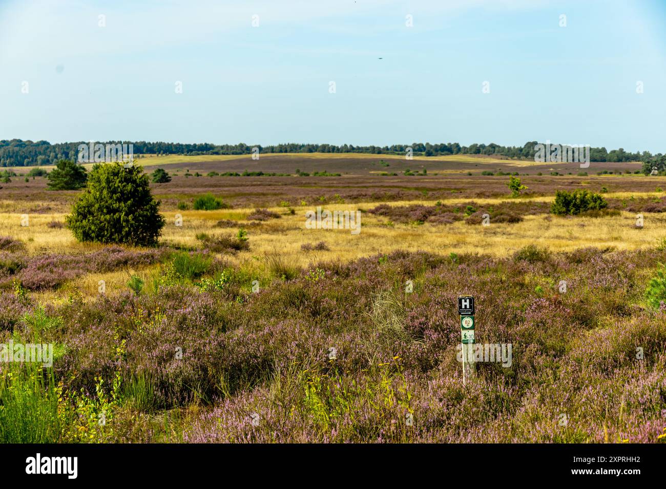 Eine wunderbare Wanderung durch die einzigartige und farbenfrohe Landschaft der Behringer Heide - Bispingen - Niedersachsen - Deutschland Stockfoto