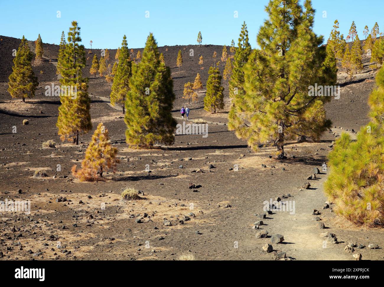 Samara-Vulkan, Pinus Canariensis, Pino Canario, Pico del Teide, der Nationalpark El Teide, Teneriffa, Kanarische Inseln, Spanien Stockfoto