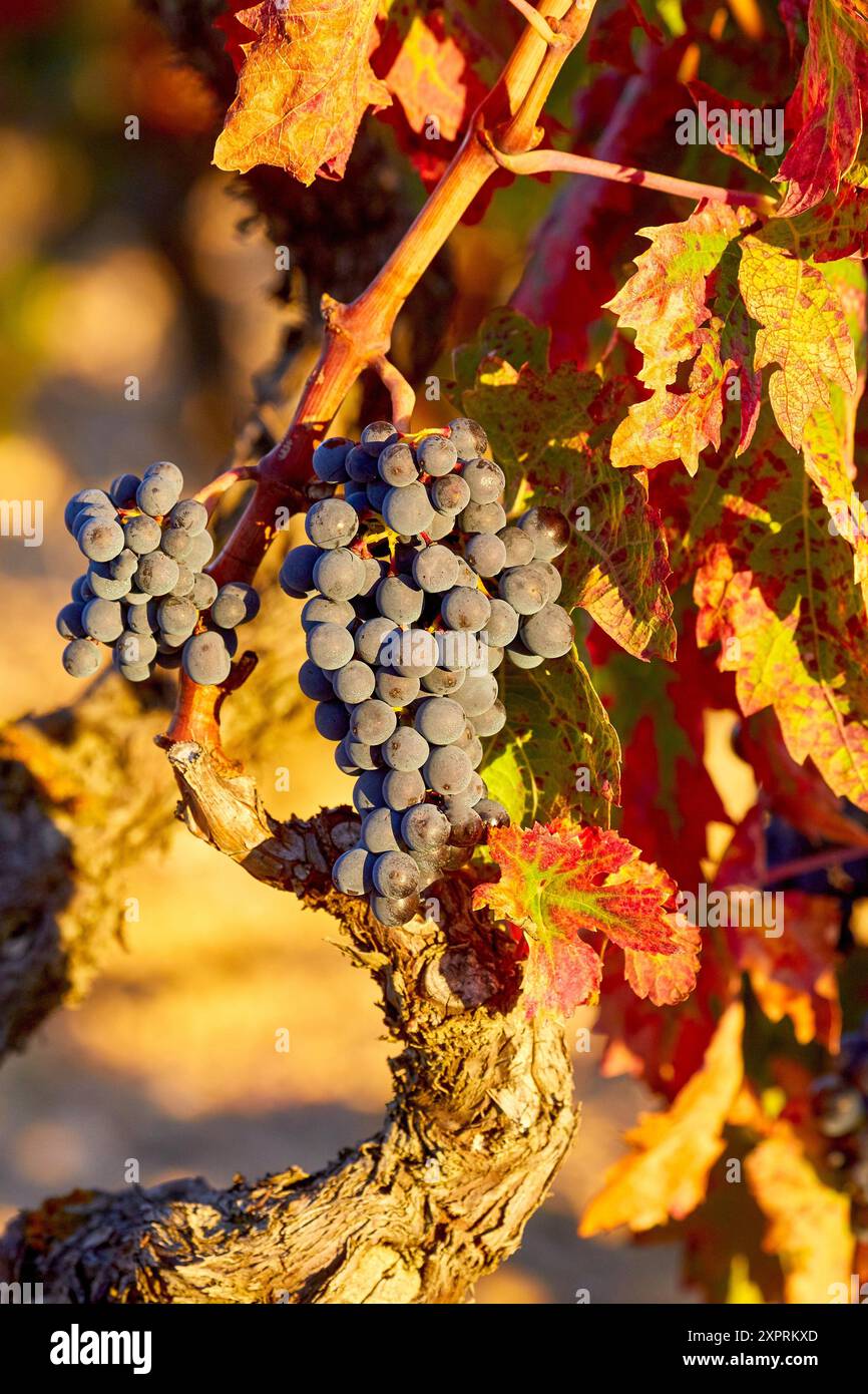 Weinberge, Rioja Wein, Haro, La Rioja, Spanien Stockfoto