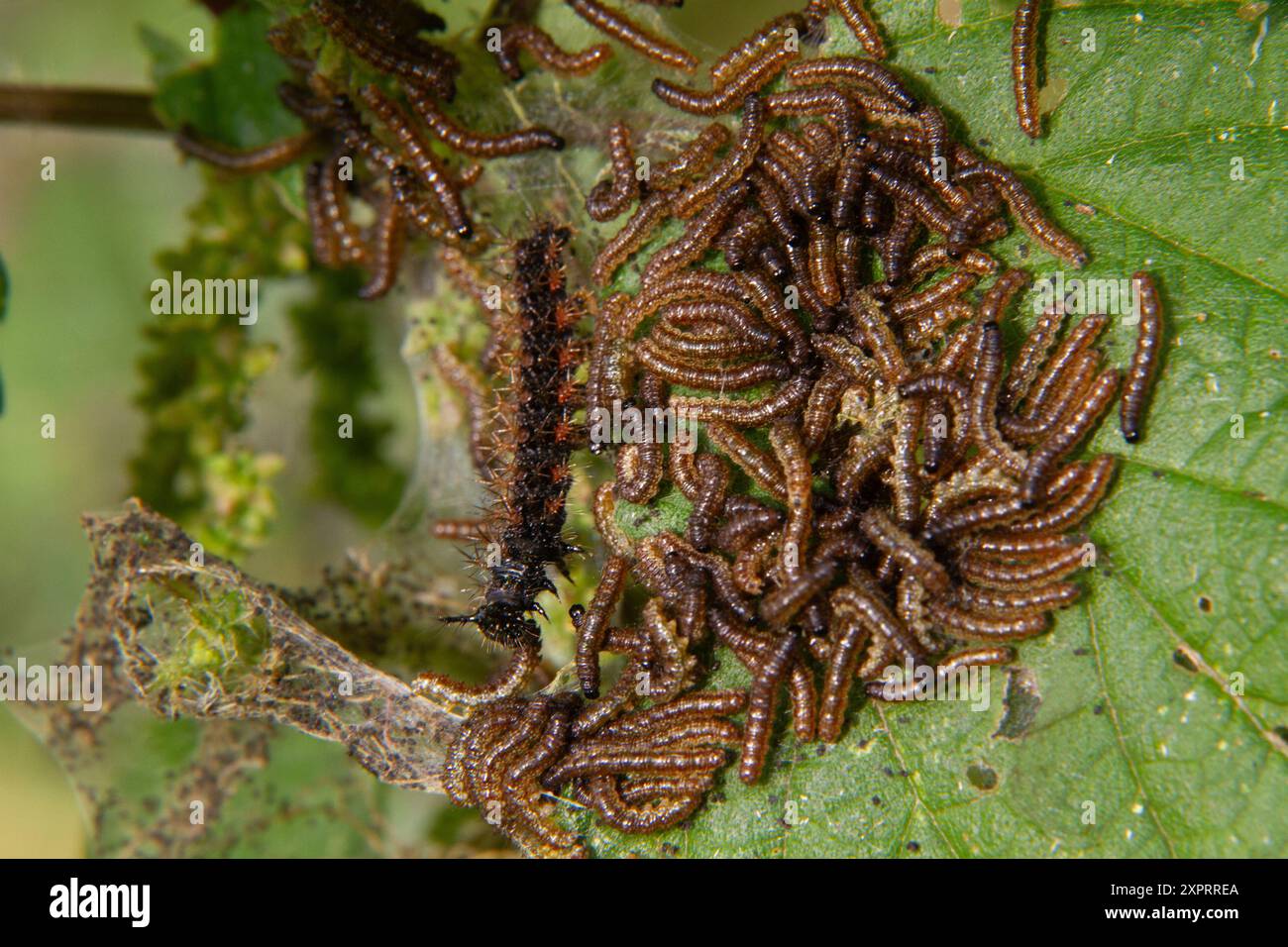 Raupe des Kartenschmetterlings unter einer großen Anzahl von Pfauraupen Stockfoto