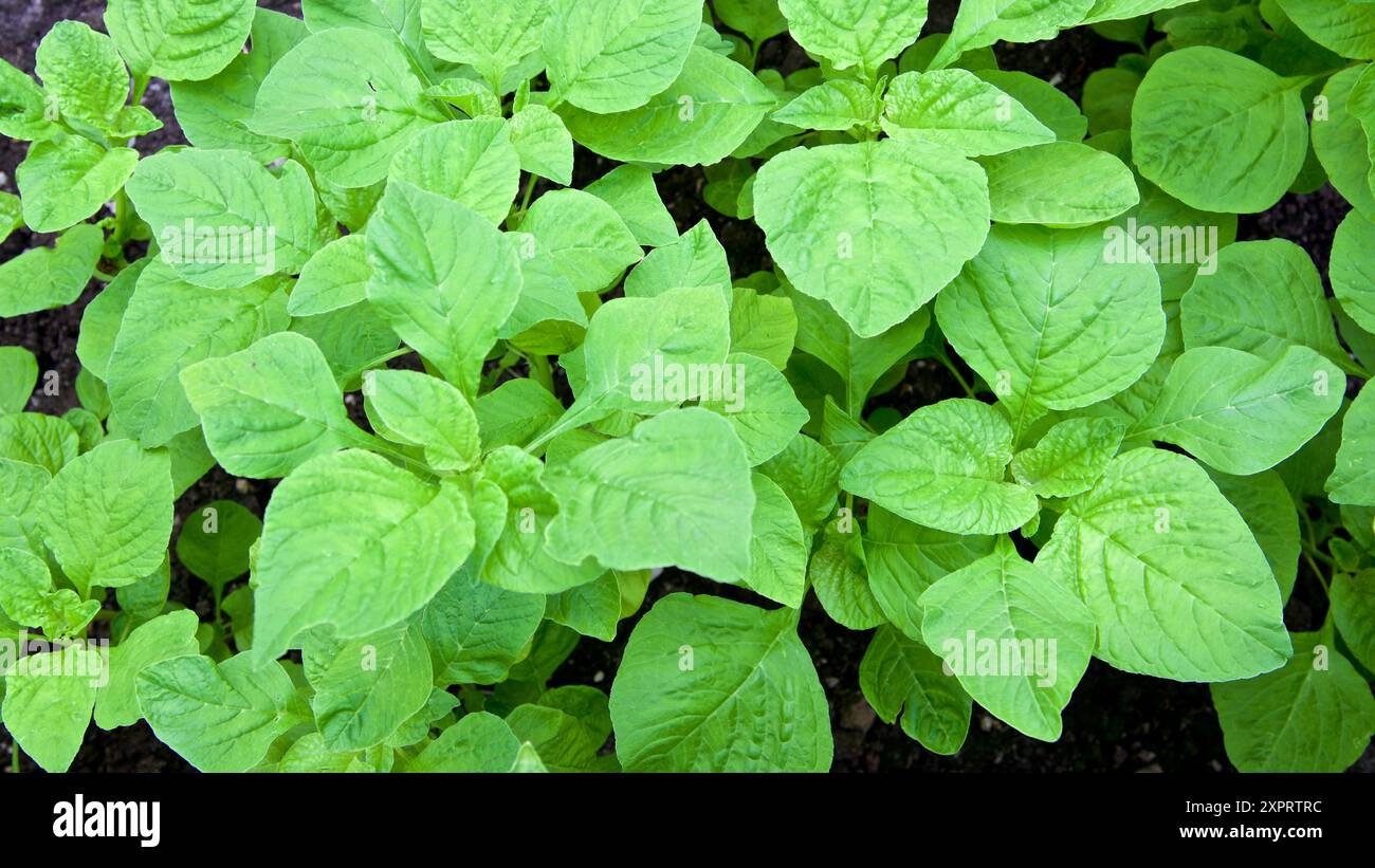 Üppiger Gemüsegarten mit lebendigem grünem Gemüse. Organisches Wachstum und nachhaltige Gartenarbeit Stockfoto