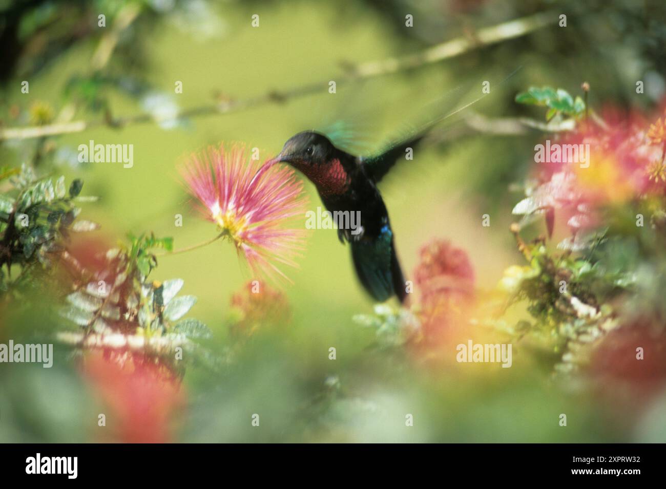 kolibri, Jardin de Balata Martinique Island französisches Überseedepartement und Region Karibische Antillen Archipel Stockfoto