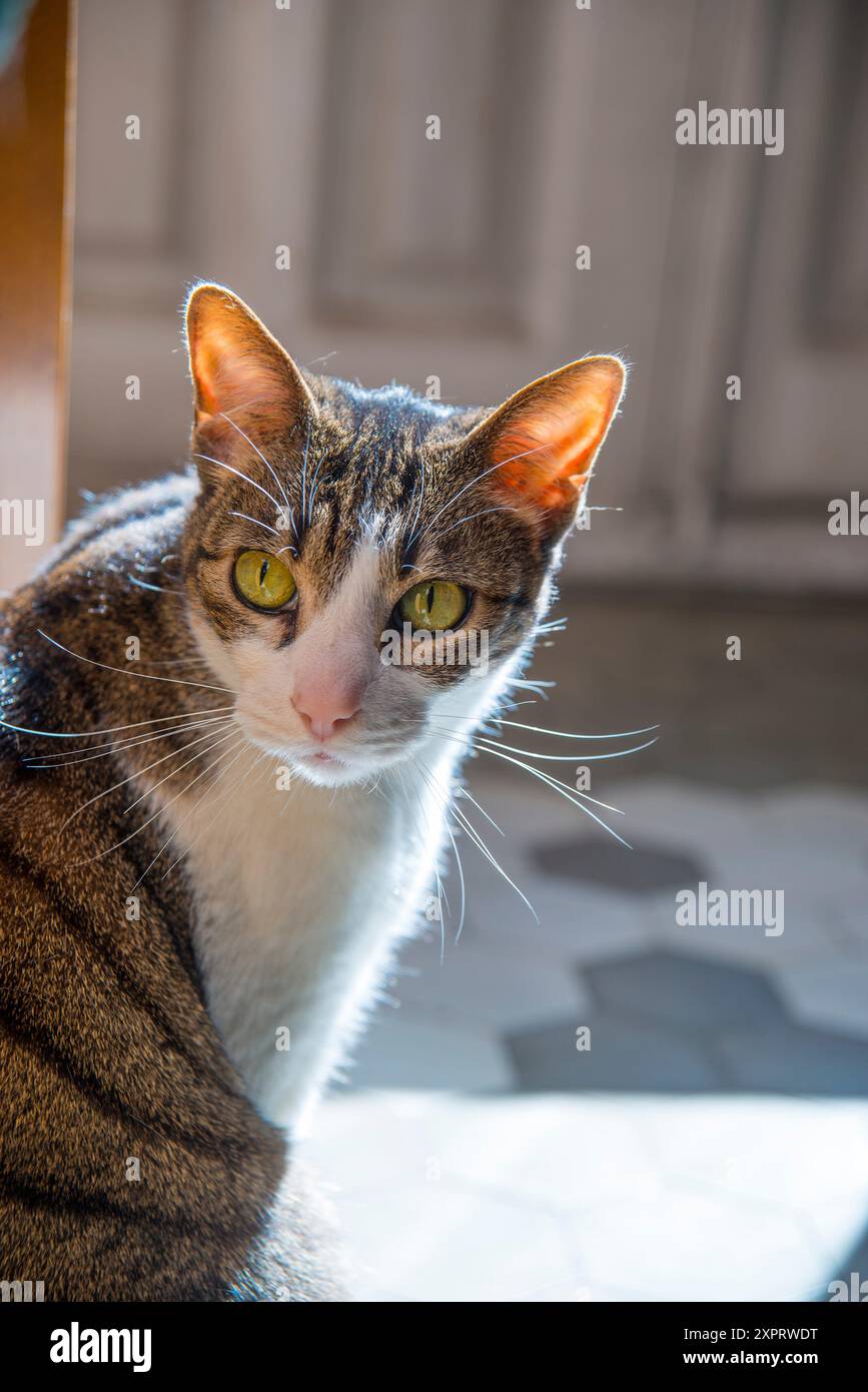 Porträt von Tabby und weißer Katze zu Hause. Stockfoto