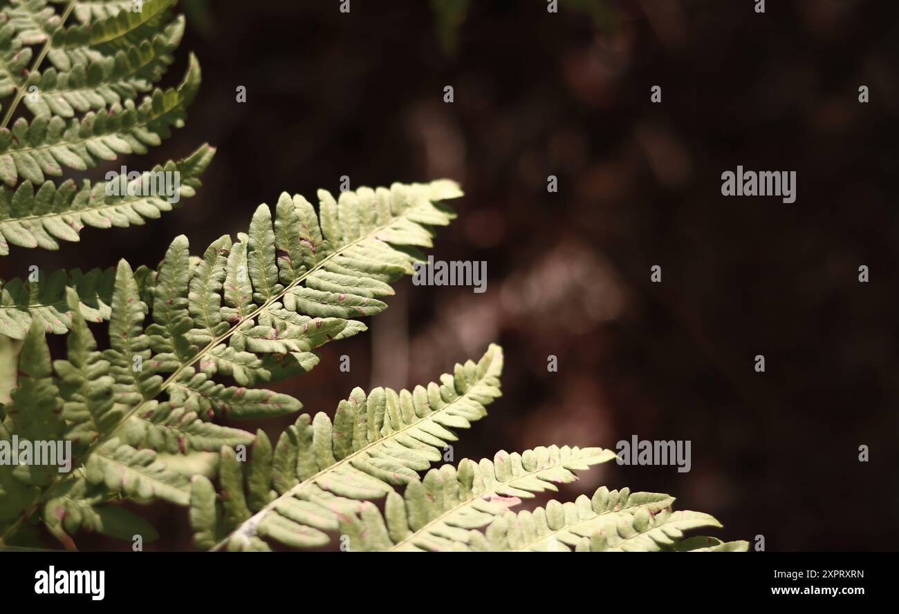 Farn im Wald, Blätter aus nächster Nähe. Natürlicher Hintergrund. Grüne Farnblätter im Sommer. Stumme Farbtöne der Fotografie. Beschädigte Farnblätter Stockfoto