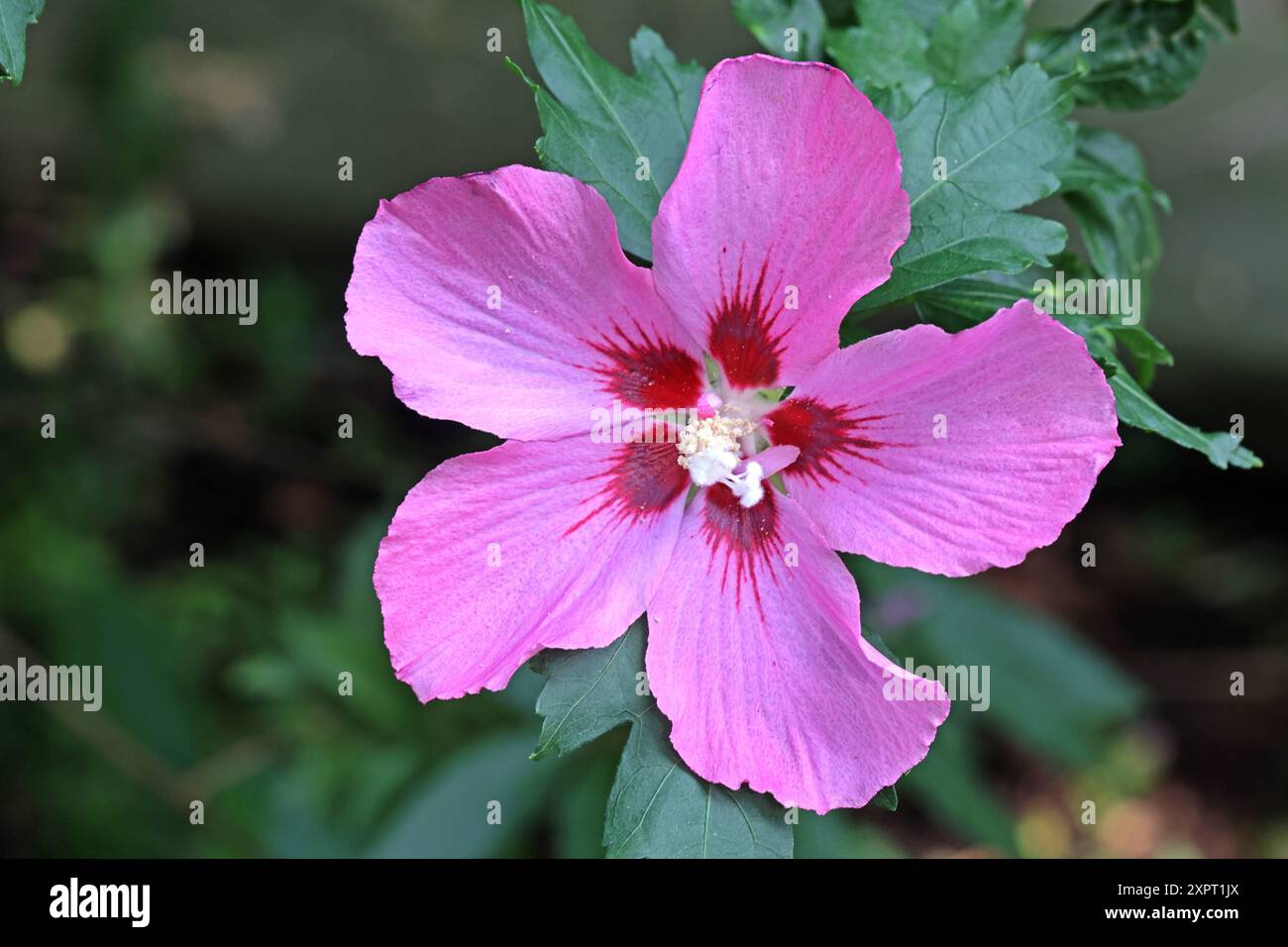 Blühsträucher in Gärten Freilandhibiscus, oder auch Roseneibisch zur Blütezeit im Sommer. *** Blühende Sträucher in Gärten Hibiskus im Freien oder Rosenhibiskus während der Blütezeit im Sommer Stockfoto