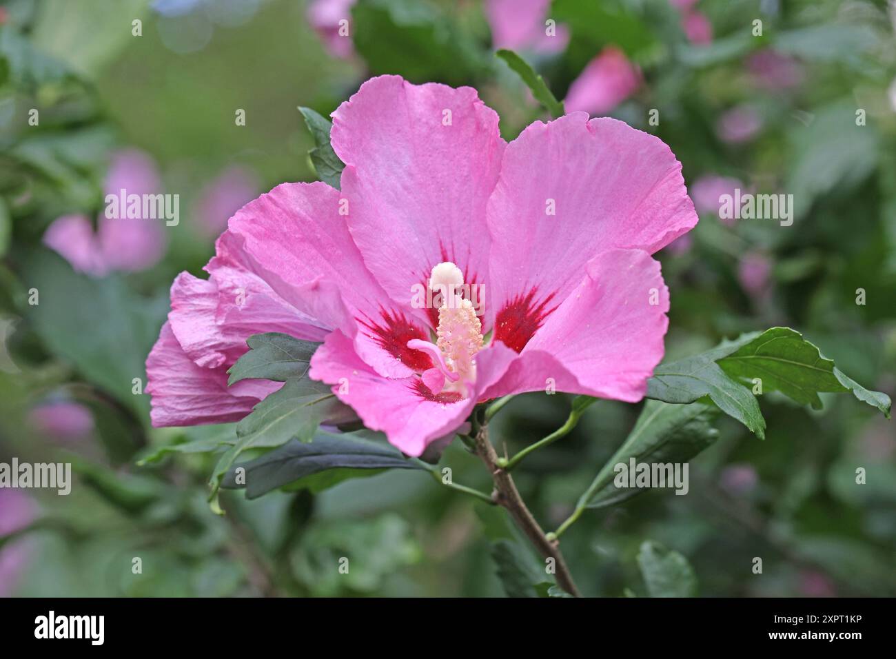 Blühsträucher in Gärten Freilandhibiscus, oder auch Roseneibisch zur Blütezeit im Sommer. *** Blühende Sträucher in Gärten Hibiskus im Freien oder Rosenhibiskus während der Blütezeit im Sommer Stockfoto