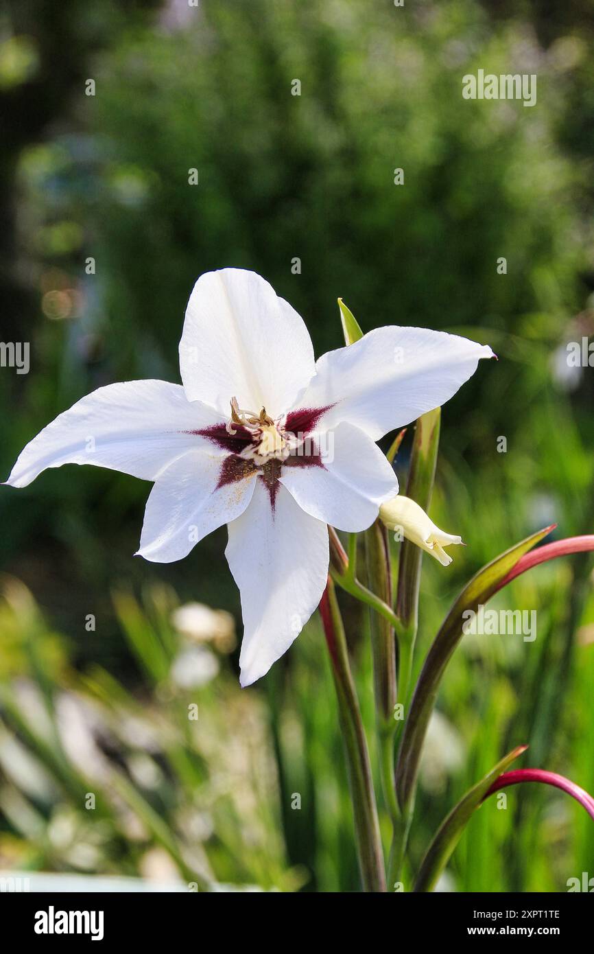 Peacock Orchidee in Blüte im Hochsommer in Großbritannien Stockfoto