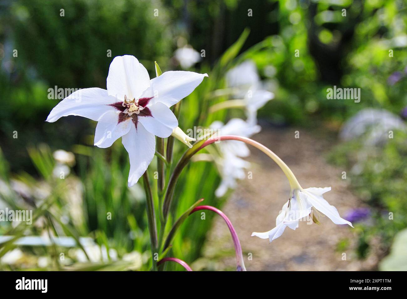 Peacock Orchidee in Blüte im Hochsommer in Großbritannien Stockfoto