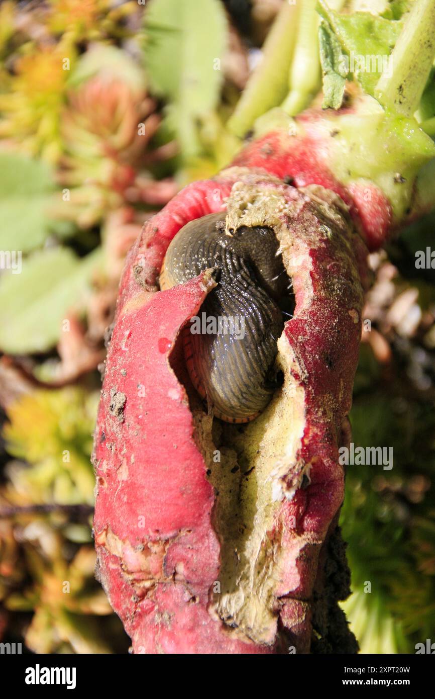 Gewöhnlicher Slug, der sich in einem Rettich zu Hause macht Stockfoto
