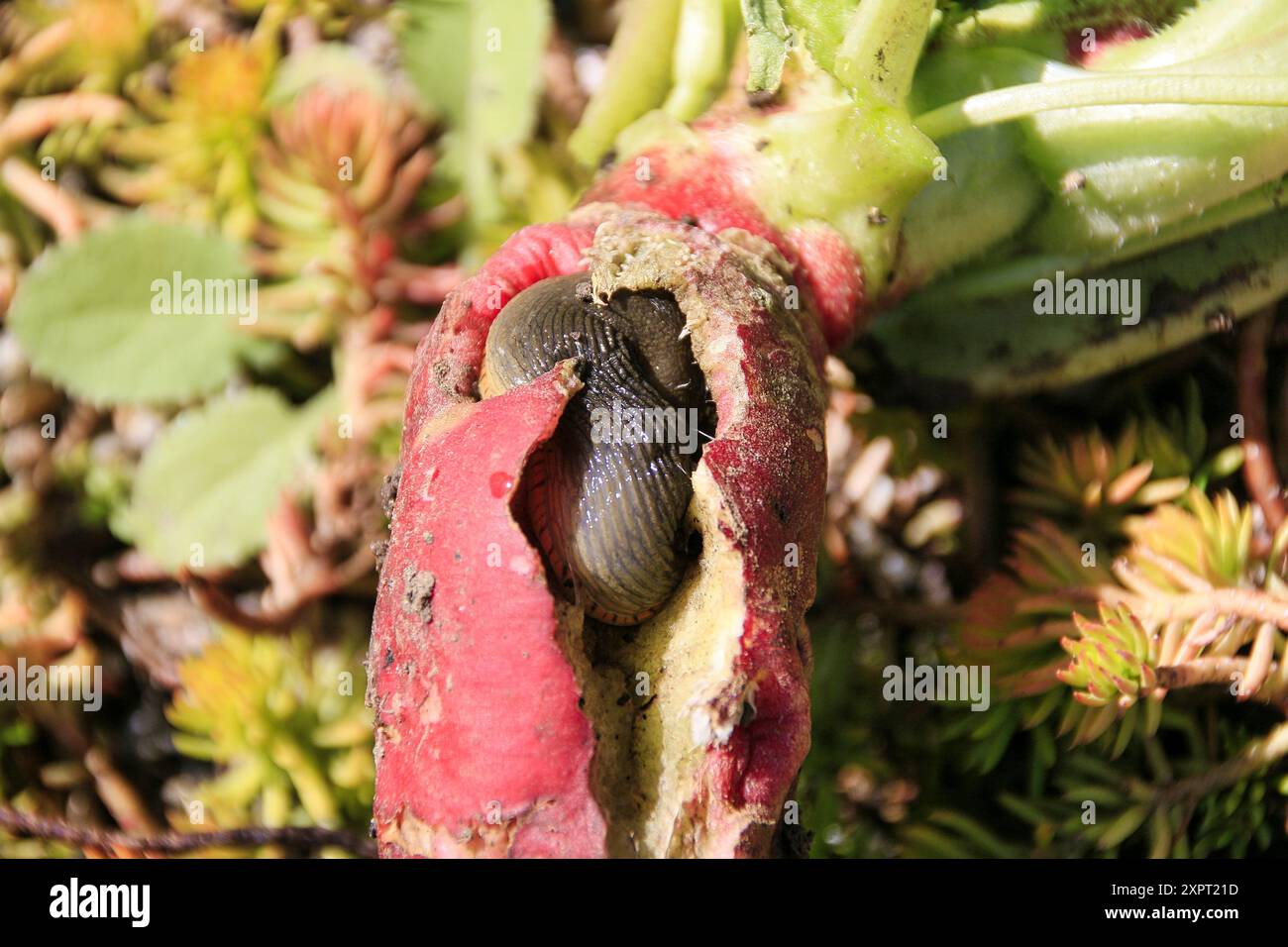 Gewöhnlicher Slug, der sich in einem Rettich zu Hause macht Stockfoto