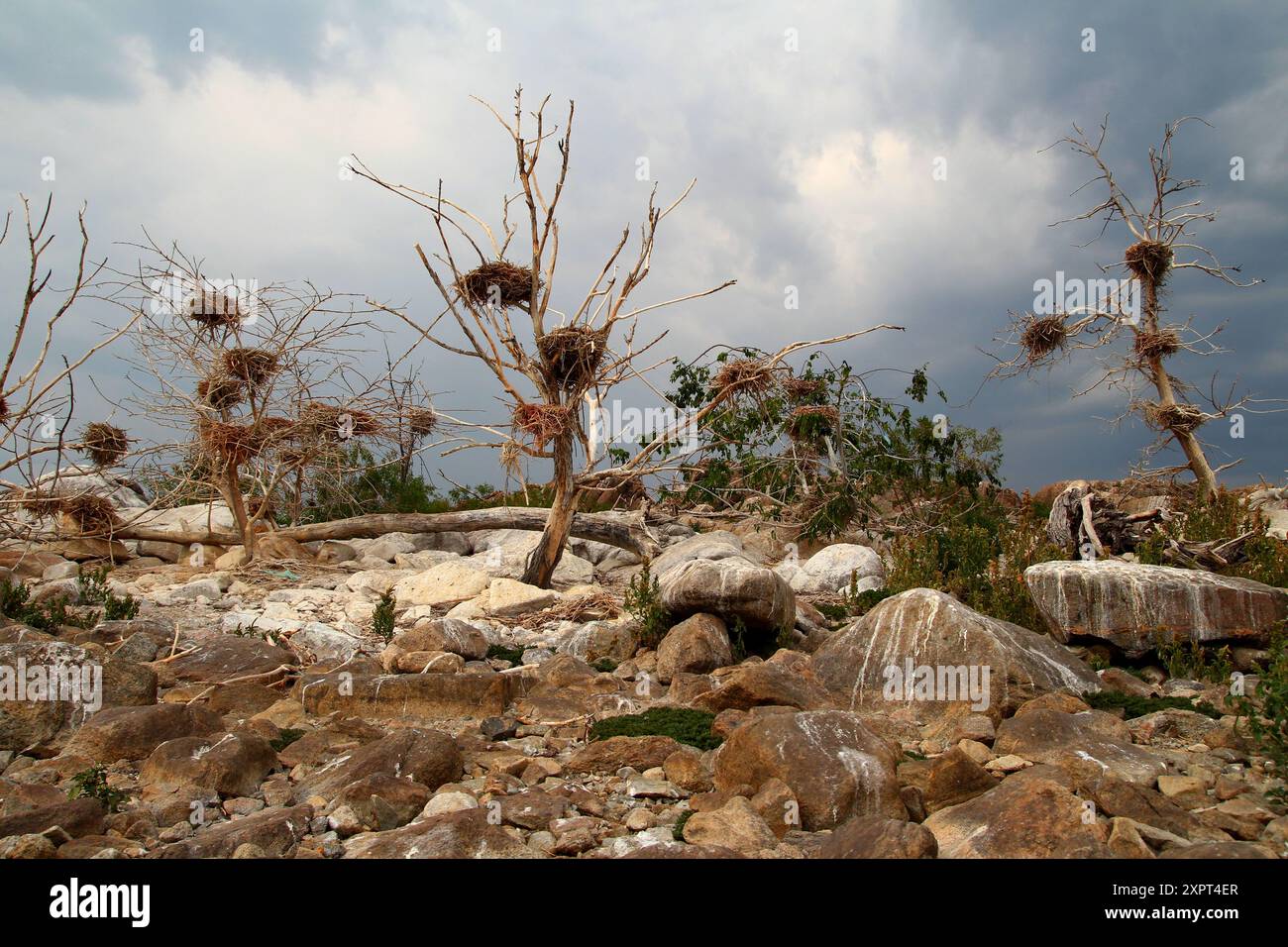 Verlassene Kormorannester auf der Insel des Flusses Dnieper in der Ukraine. Stockfoto
