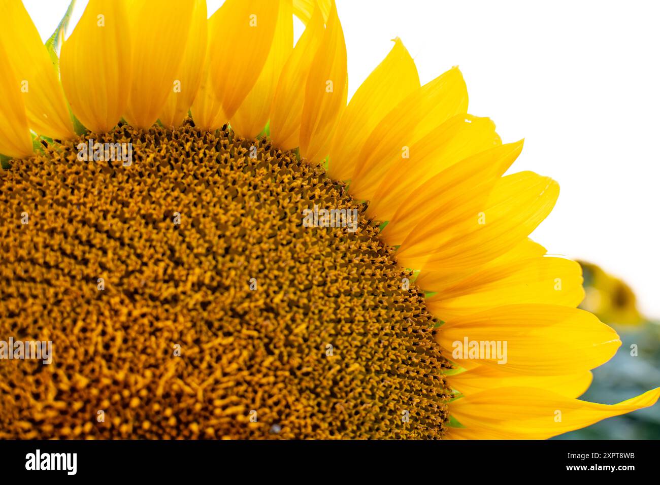 Nahaufnahme des Kopfes der blühenden Sonnenblume Stockfoto