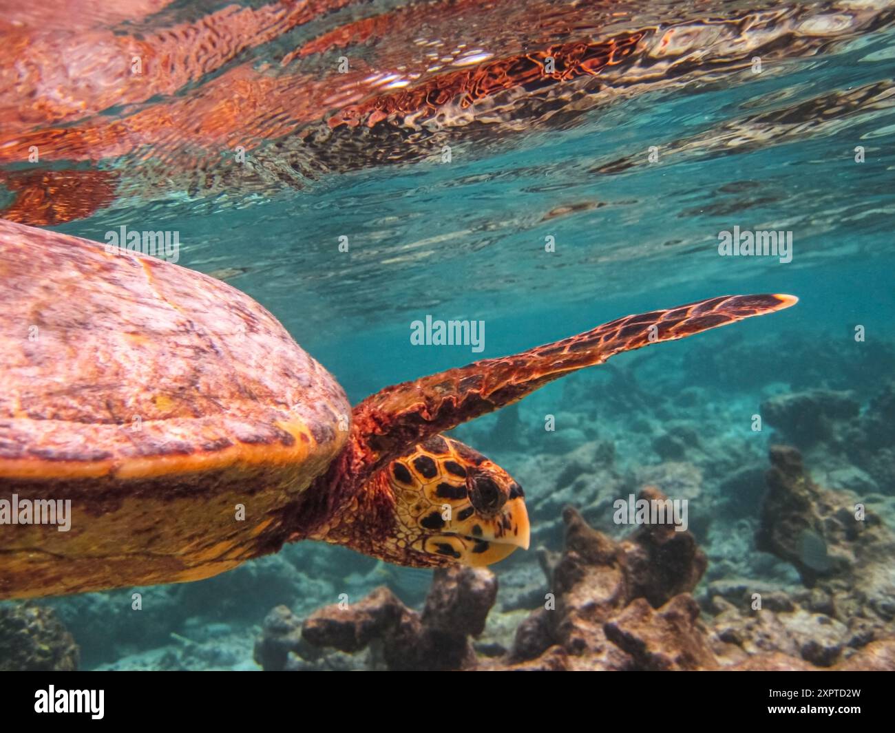 Niedliche, vom Aussterben bedrohte Schildkröte, die in türkisfarbenem Wasser schwimmt. Nahansicht einer grünen Schildkröte, die unter Wasser schwimmt. Stockfoto