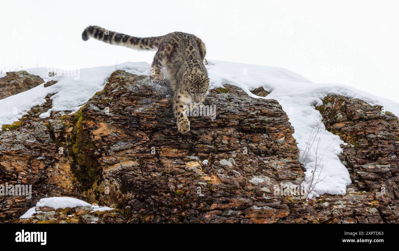 Die Snow Leopard ist eine große Katze von der Bergkette von Zentral- und Südasien in den alpinen Zonen in einer Höhe von 10.000 bis 15.000 Fuß. Stockfoto