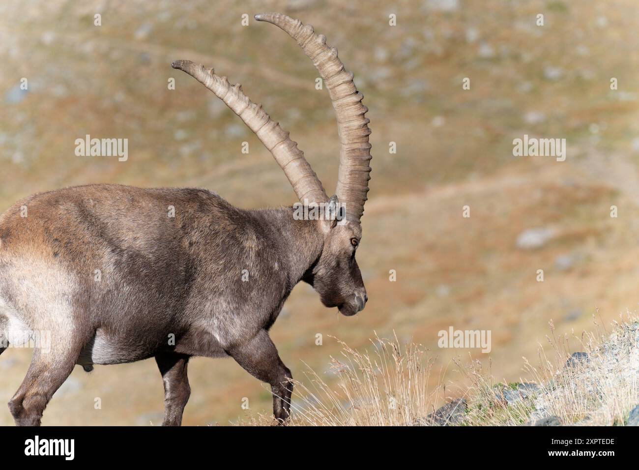 August 2022 - intensiver Blick von einem wilden Steinbock und langen Hörnern im Gran Paradiso Park - Sommersaison - Rifugio Vittorio Sella - Val di Cogne Stockfoto