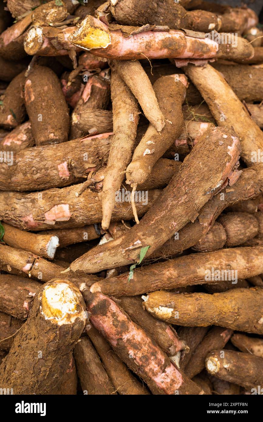 Viele Bio-Maniok auf dem kolumbianischen Bauernmarkt - Manihot esculenta Stockfoto