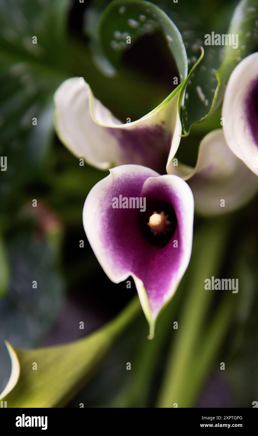 Zantedeschia 'Picasso' oder Calla Lily Stockfoto