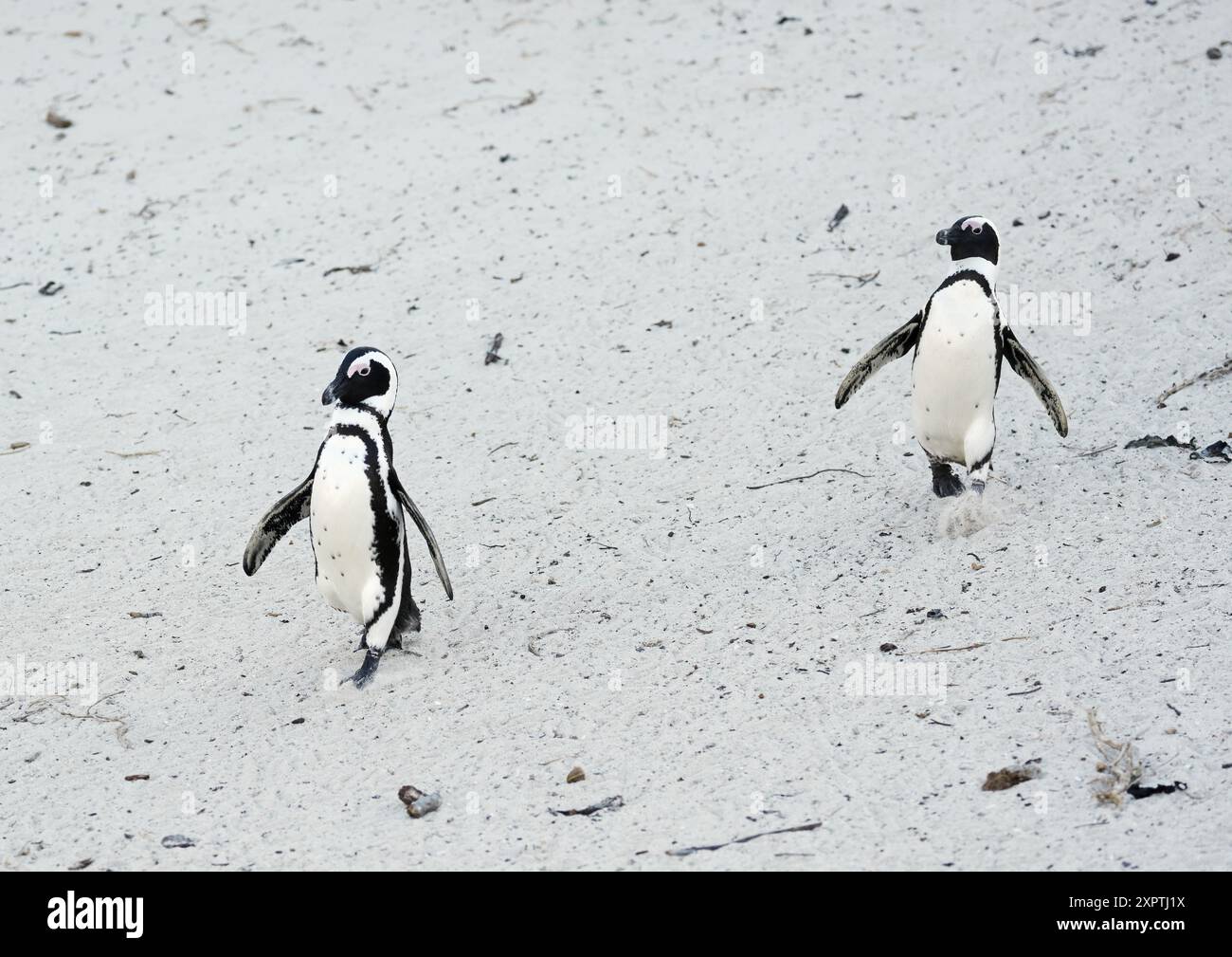 Afrikanische Pinguine, Spheniscus demersus, Boulders Beach, Westkap, Südafrika Stockfoto