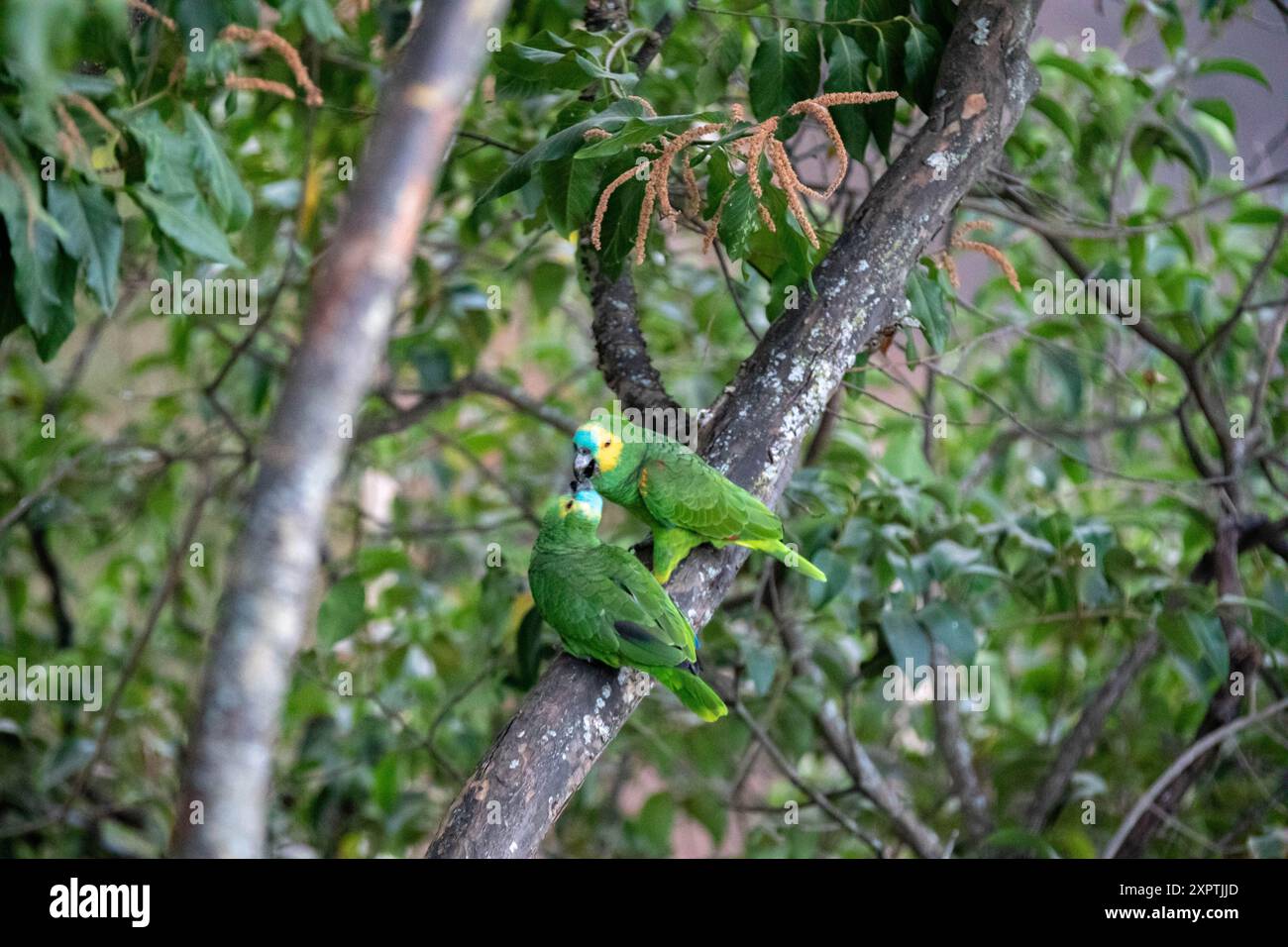 Ein paar wilde brasilianische echte Papageien (Amazona aestiva) Stockfoto