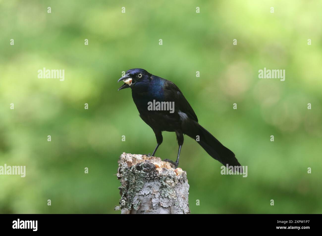 Gewöhnlicher Grackle Quiscalus quiscula isst eine Nuss Stockfoto