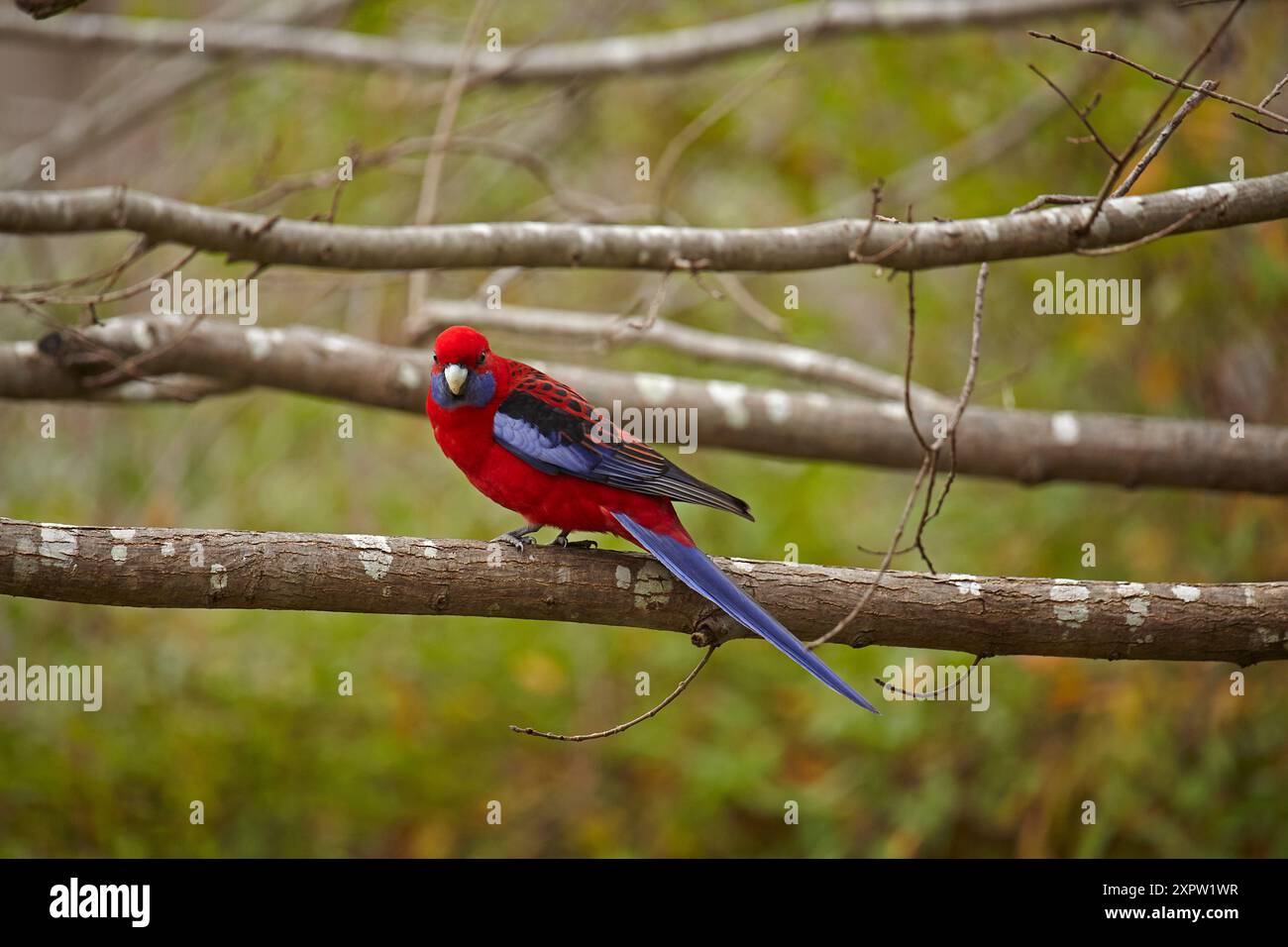 Crimson Rosella (Platycercus elegans), Armidale, NSW, Australien Stockfoto
