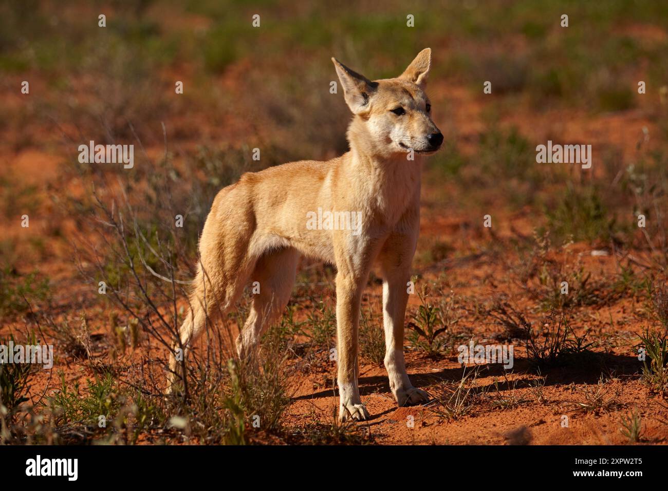 Dingo (Canis Lupus Dingo), French Line, Simpson Desert, South Australia, Australien Stockfoto