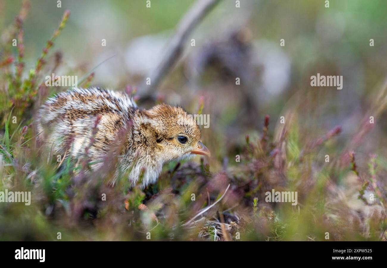 Chick of Red-Legged Partridge, Alectoris rufa, North York Moors National Park, Yorkshire, England Stockfoto