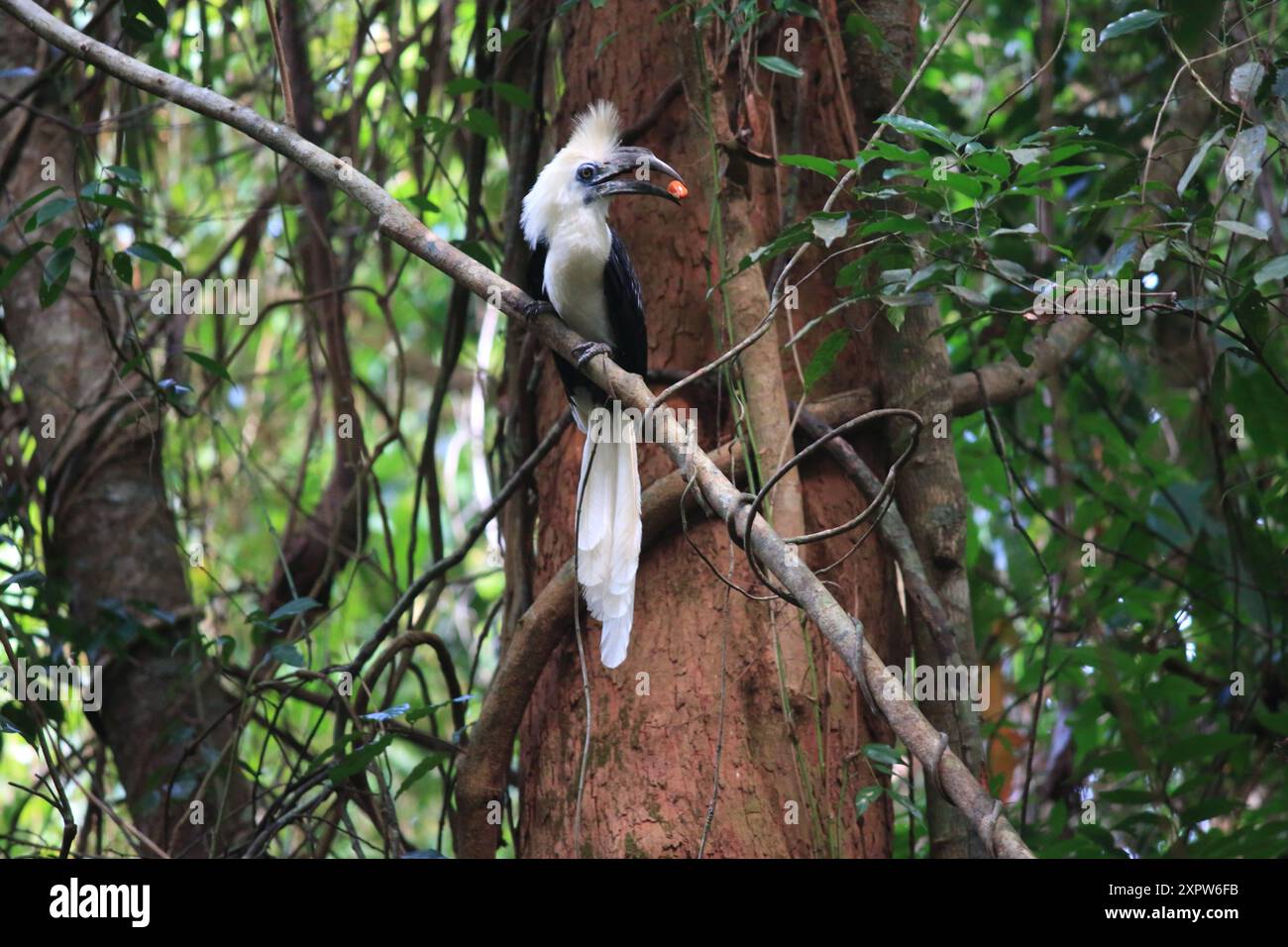 Der Weißkronenhornschnabel (Berenicornis comatus), auch bekannt als Langkammernschnabel oder Weißkammernschnabel. Dieses Foto wurde in Thailand aufgenommen Stockfoto