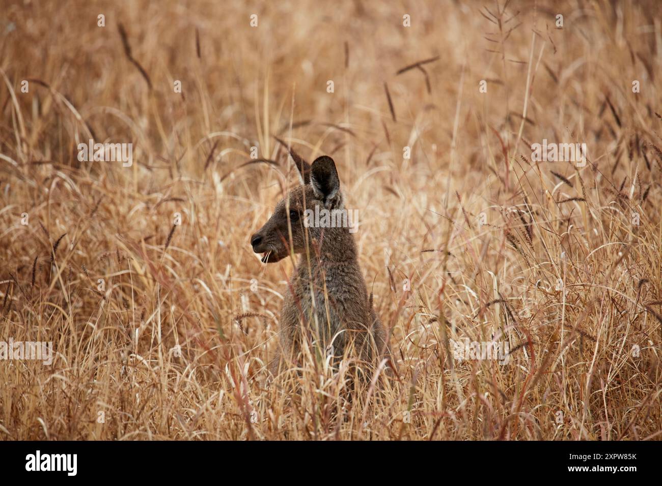 Graues Känguru (Macropus giganteus), Mitchell, Queensland, Australien Stockfoto