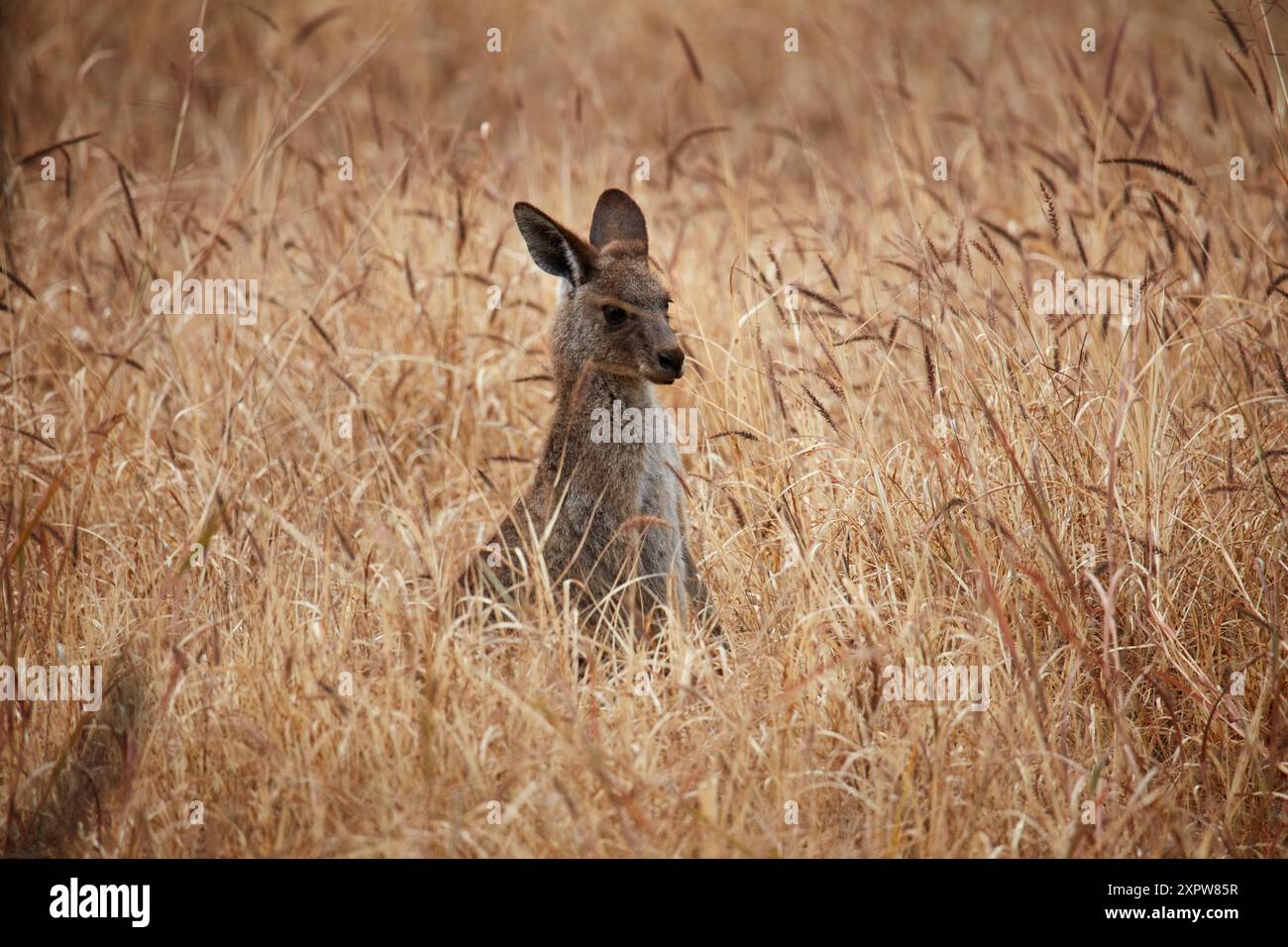 Graues Känguru (Macropus giganteus), Mitchell, Queensland, Australien Stockfoto