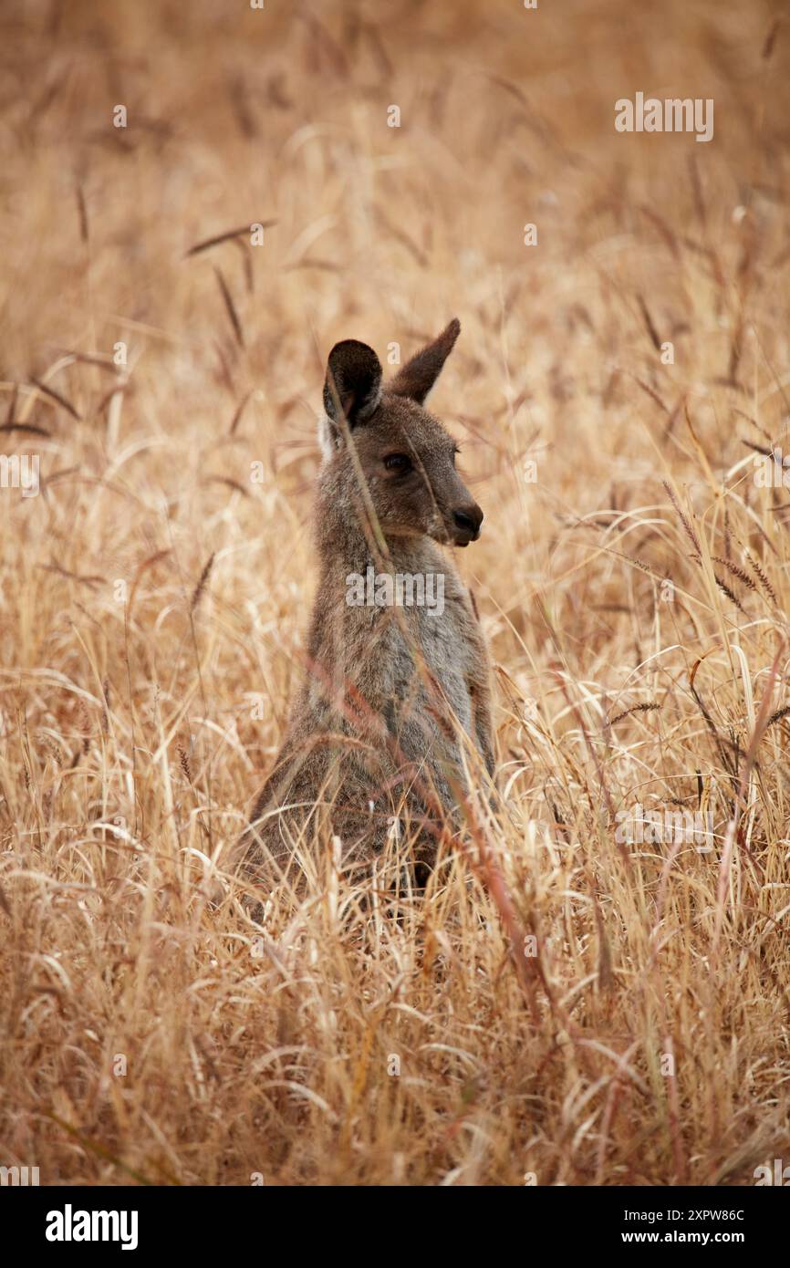 Graues Känguru (Macropus giganteus), Mitchell, Queensland, Australien Stockfoto