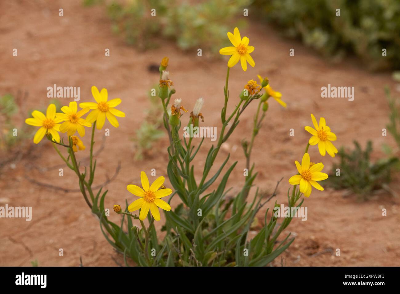 Yellowtop (Senecio gregorii) , Strzelecki Track, Outback South Australia, Australien Stockfoto