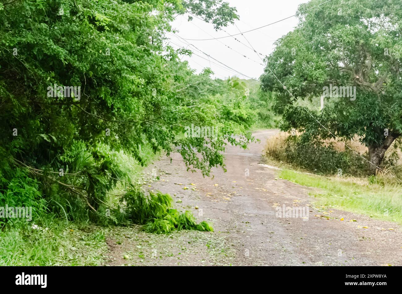 Eine Straße in Jamaika nach dem 3. Juni 2024 Hurrikan Berryl Stockfoto