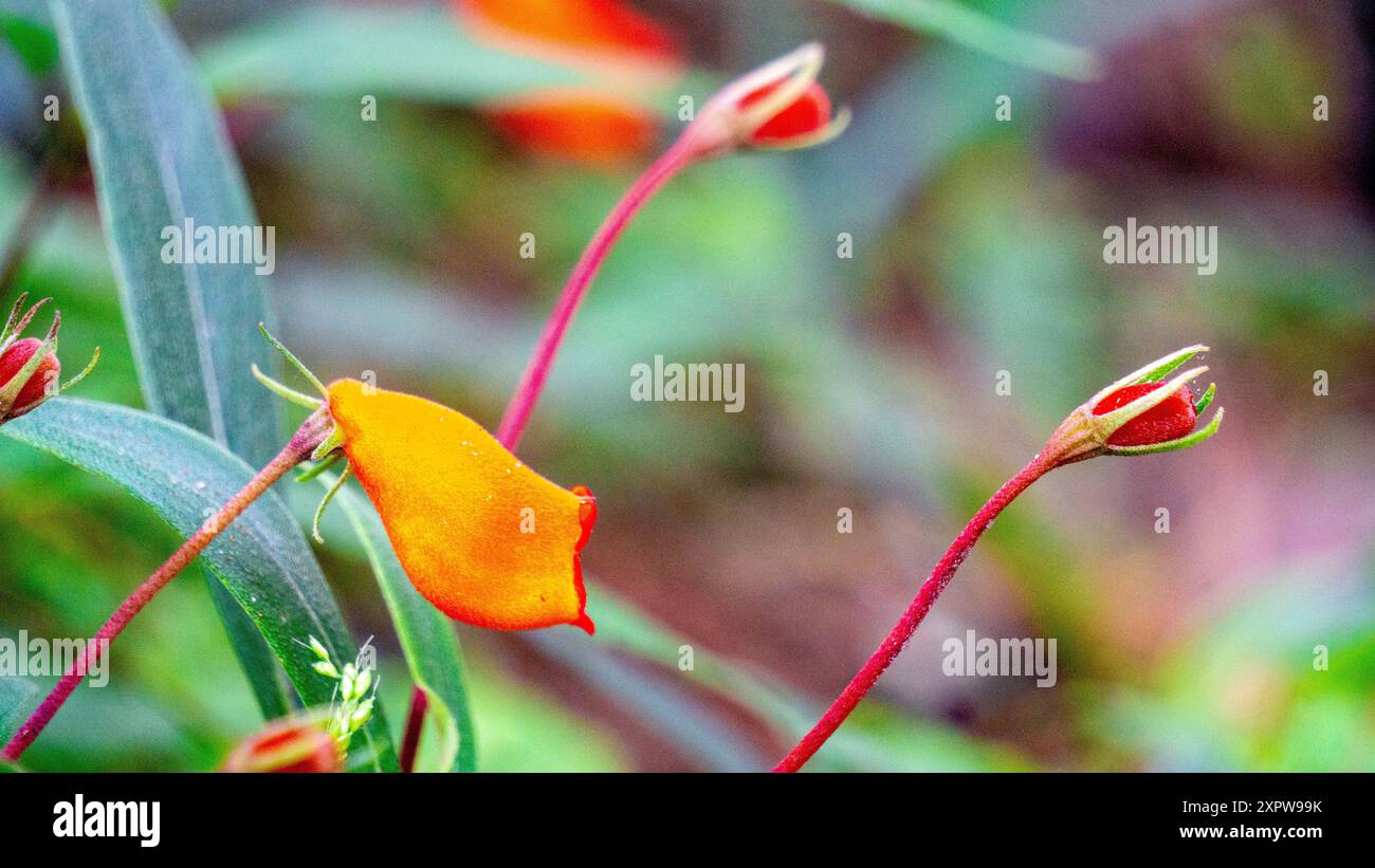 Bolivianischer Sonnenuntergang (harte Gloxinia, Seemannia sylvatica, Seemannia, Fritschiantha Kuntze, Gloxinia sylvatica) Blüte Stockfoto