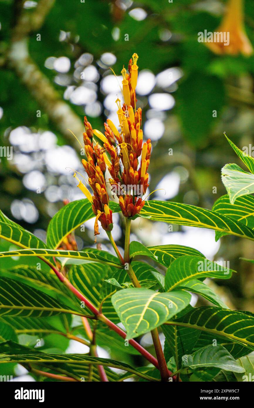 Sanchezia speciosa (Cacak gading, Zebra Plant, Yellow Sanchezia, Strauchweiss). Diese Pflanze wird für Antioxidantien, Krebsbekämpfungsmittel und antibakterielle Substanzen verwendet Stockfoto