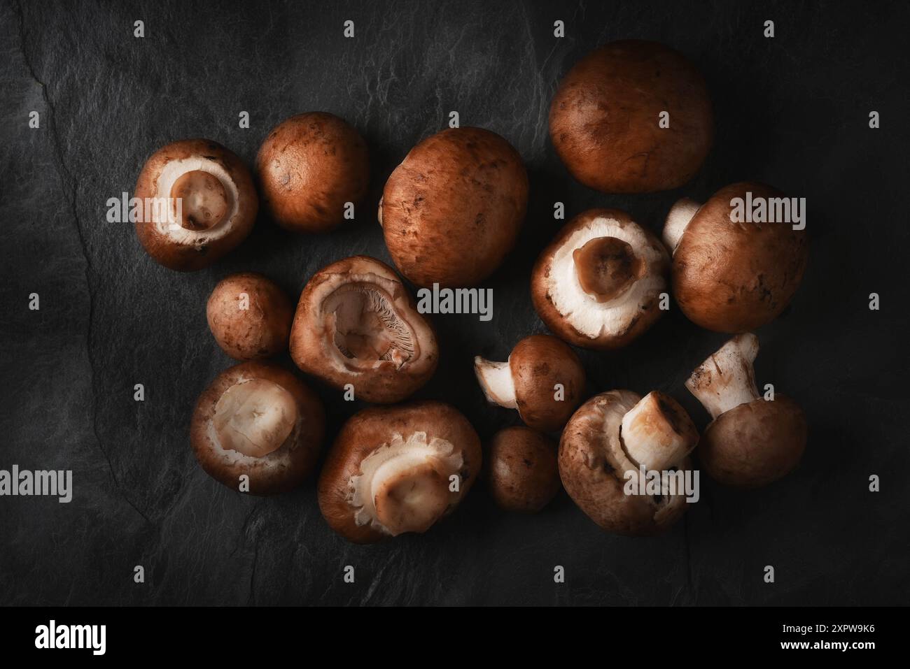 Baby-Bella-Pilze auf schwarzem Schiefergrund, Stillleben Stockfoto