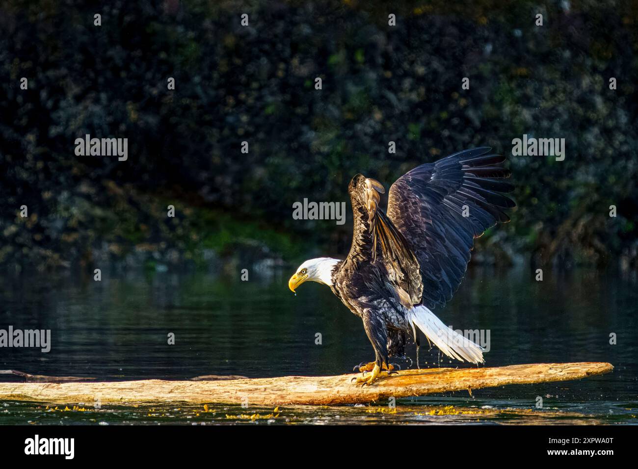 Weißkopfseeadler schüttelt nach dem Schwimmen Wasser ab Stockfoto
