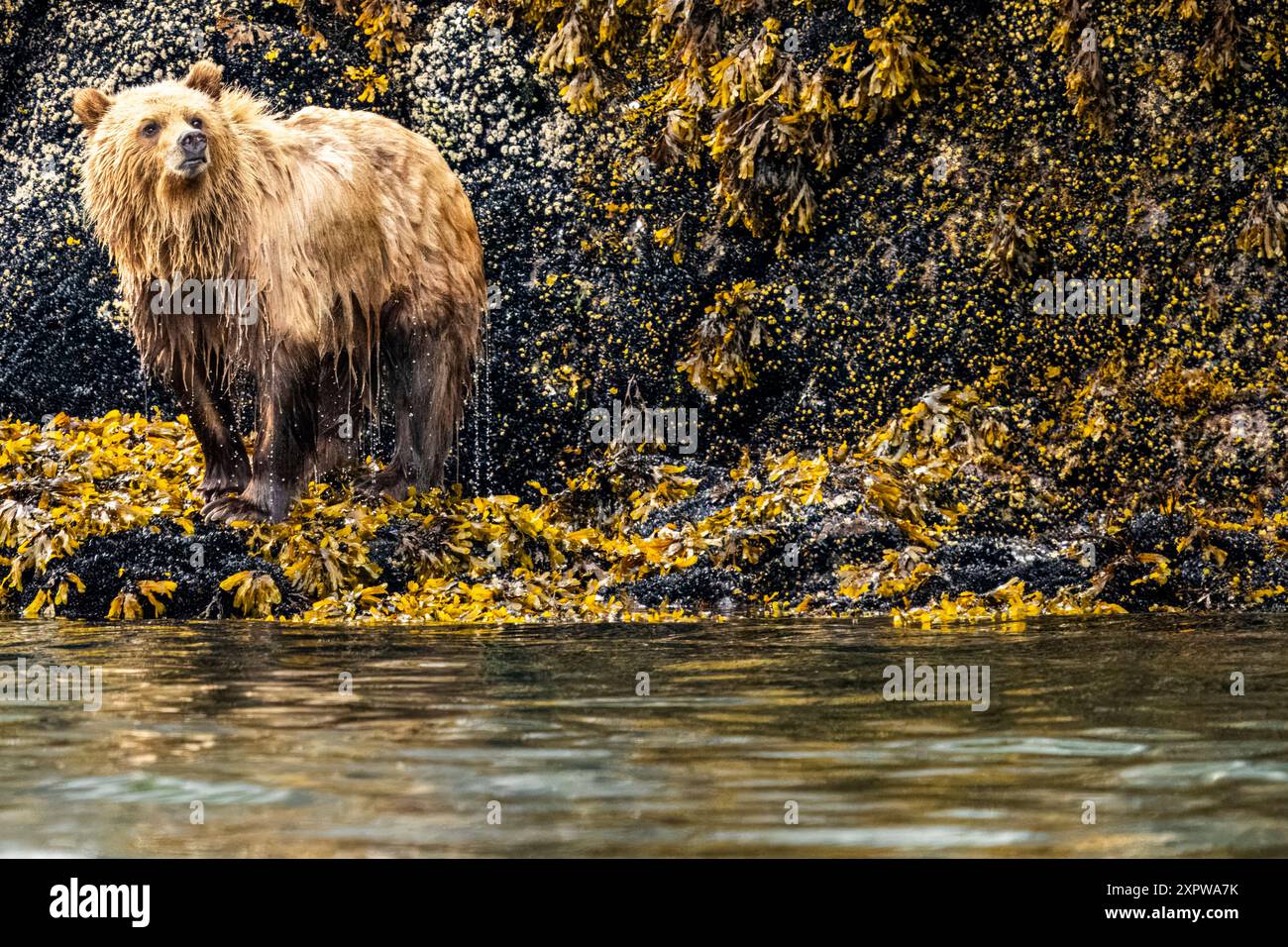 Ein junger Grizzlybär, der an der nme von Goldilocks vorbeigeht, schmiegt sich zwischen blauen Muscheln und Algen entlang einer sehr Ebbe-Linie in Knight Inlet, traditionell Stockfoto