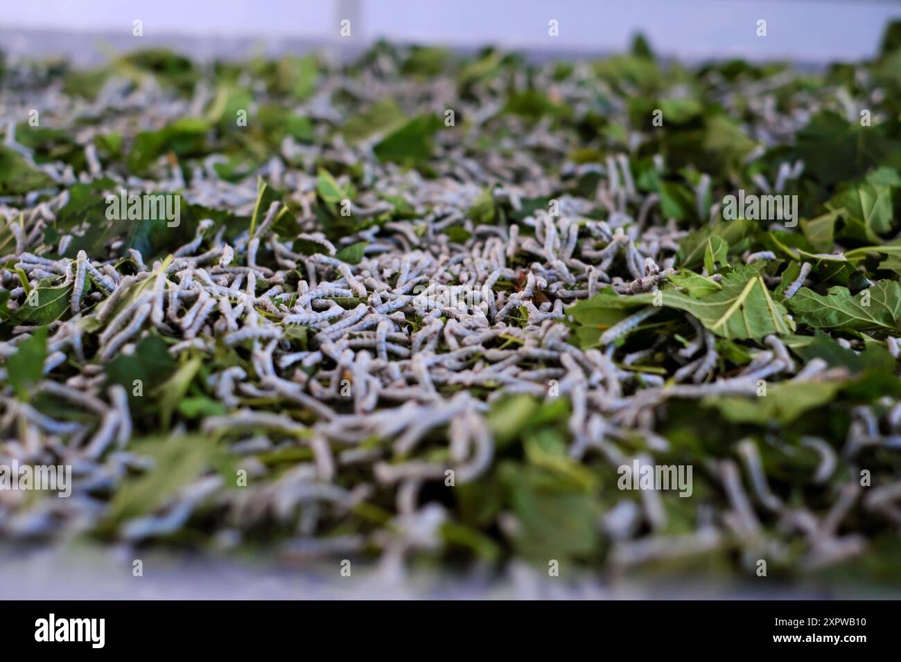 Close-up-Seidenraupenlarven an frischen Maulbeerblättern. Die kleinen, weißen Larven mit dunklen Köpfen ernähren sich von leuchtend grünen Blättern, Seidenraupenzucht ist p Stockfoto