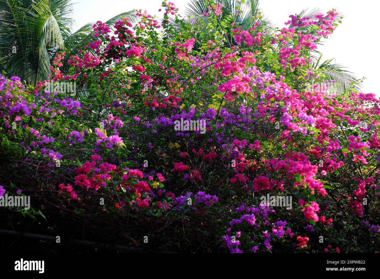 Leuchtende Bougainvillea-Blüten in Rosa, Lila und weiß, die über ein Spalier mit sattgrünen Blättern klettern. Hohe Palmen und ein klarer blauer Himmel machen tr Stockfoto