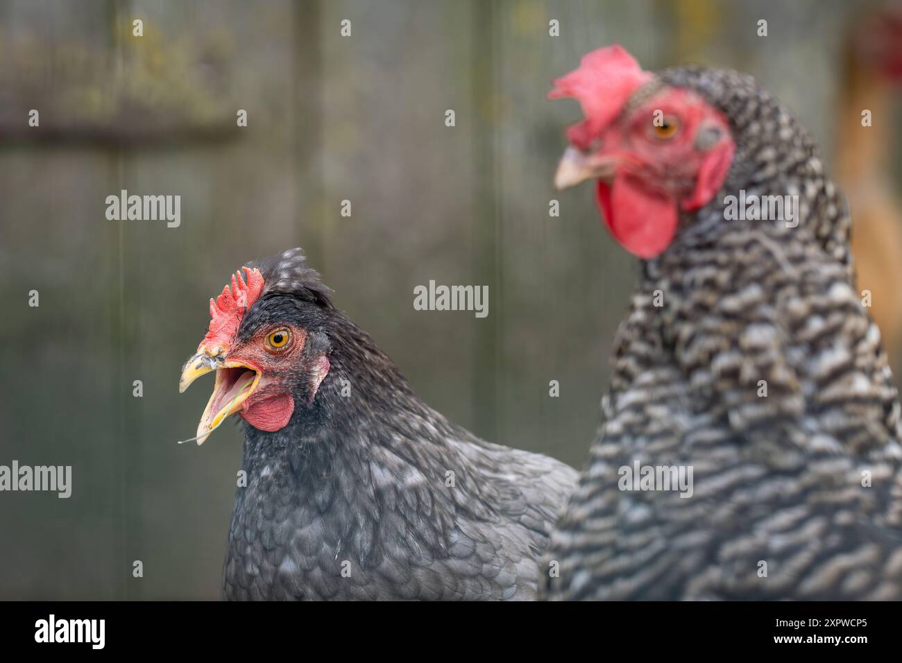 Kopf eines gesprenkelten Hühnchens Nahaufnahme. Gesprenkeltes Hähnchenporträt. Gallus gallus domesticus. Stockfoto