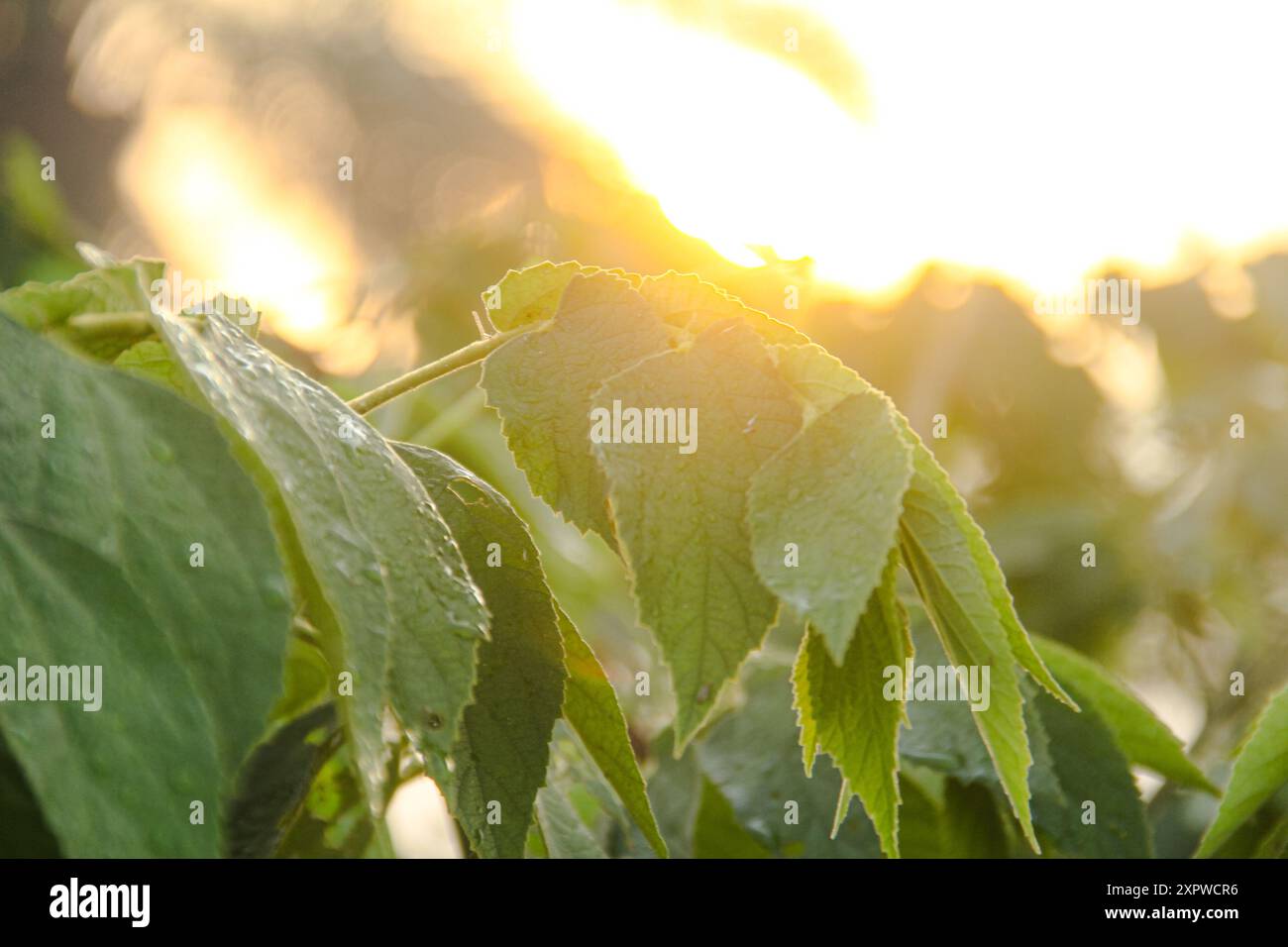 Tau tropft morgens auf grüne Blätter, Morgenatmosphäre mit der Morgensonne und in Tau getränkten Blättern Stockfoto