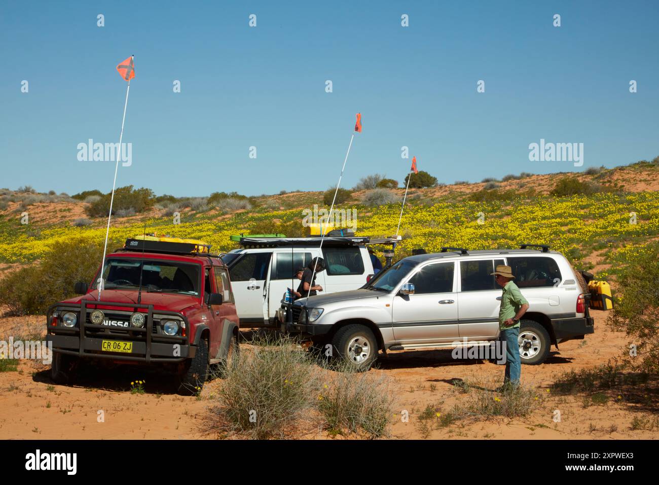 4wds und Wildblumen auf dem French Line Track, Munga-Thirri-Simpson Desert National Park, Simpson Desert, Outback South Australia, Australien Stockfoto