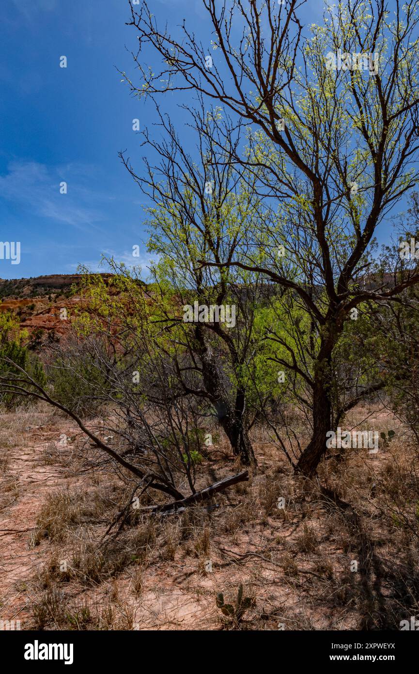 Ein Honey Mesquite Baum, Prosopis glandulosa, wird vor einem azurblauen Himmel beleuchtet, Palo Duro State Park, Randall County, Texas Stockfoto