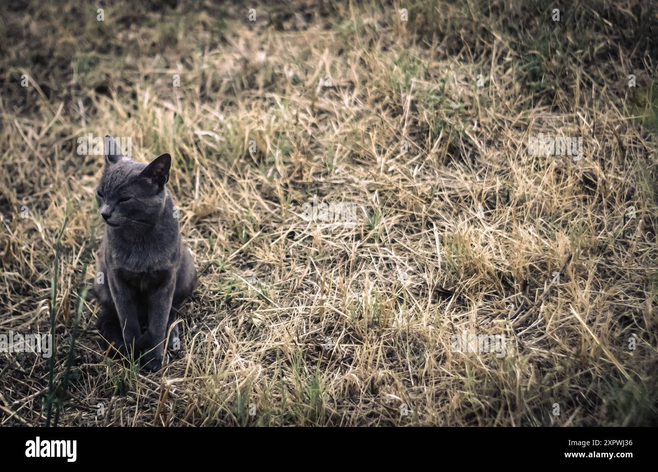 Cat Day ist eine Feier, die am 8. August jedes Jahres stattfindet. Katzen geben uns viel Liebe und viele Lebensstunden. Stockfoto Cat Day ist eine Feier, die am 8. August jedes Jahres stattfindet. Katzen geben uns viel Liebe und viele Lebensstunden. Stockfoto